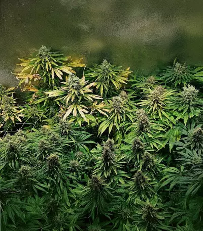Ghost Train Haze x Pellezino (Herbies Seeds)