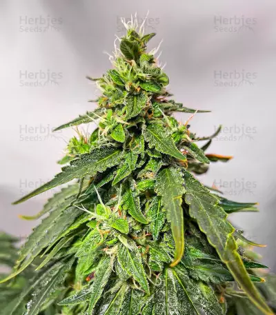 Gorilla Purple Seeds (EGS)
