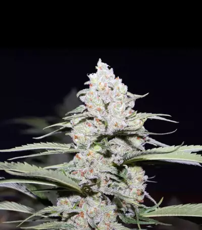 Jack Herer (Blackskull Seeds)
