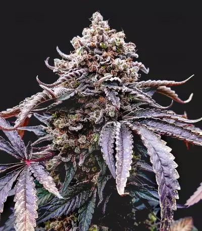 Kush Mintz Seeds (Barney’s Farm)