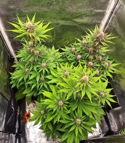 Lemon Cherry Cookies Auto เมล็ดพันธุ์สตรี (Fast Buds)