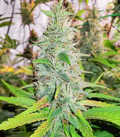 เมล็ด Mandarin Thuggee (AlphaFem Seeds)