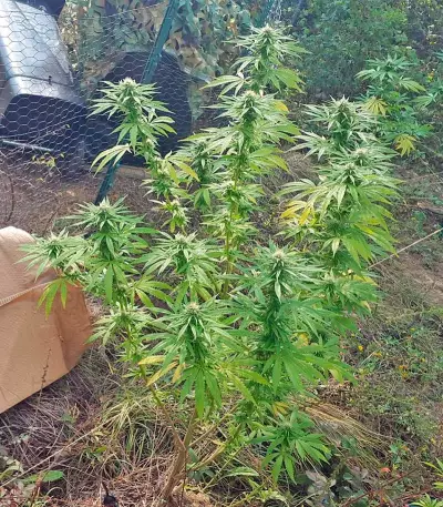 Northern Lights Seeds (Nirvana Seeds)