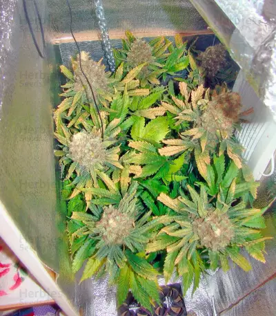 Red Cherry Berry (Barney's Farm)
