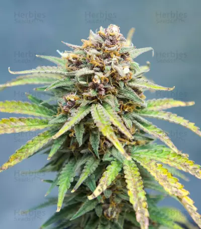 Runtz feminized seeds (Barney's Farm)