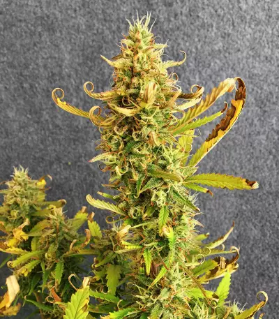Runtz XL Auto Feminized Seeds (Sweet Seeds)