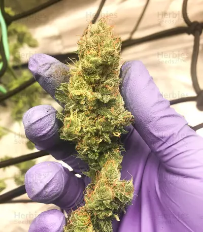 Sour Lemon OG Seeds (Emerald Triangle Seeds)