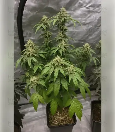 Black Cherry Gushers Seeds