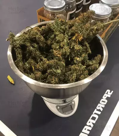 Blue Dream Seeds (Blimburn Seeds)