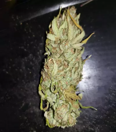 Blue Dream Seeds (Garden of Green)