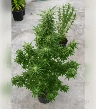 Blue Skunk Seeds