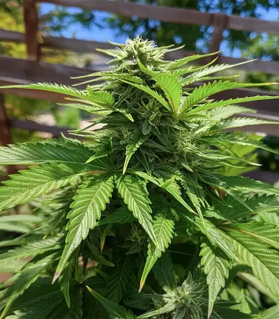Bruce Banner #3 Auto Seeds