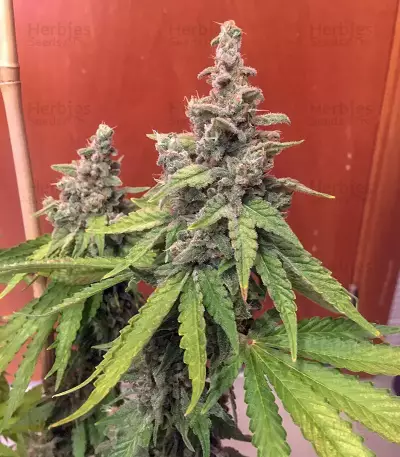 Bruce Banner #3 semi femminizzati (Blimburn Seeds)