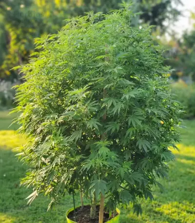 Bruce Banner Seeds