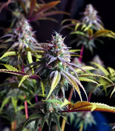 Bubba Delight Regular seeds
