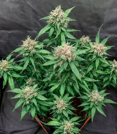 Graines de cannabis Diesel Matic Auto (Blackskull Seeds)