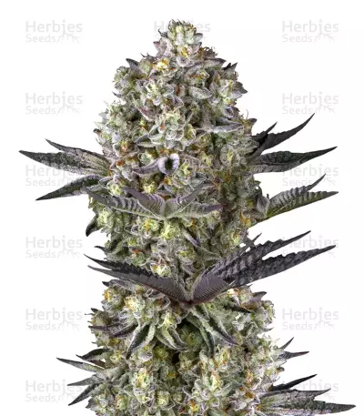 Dos Si Dos 33 (Barney's Farm)