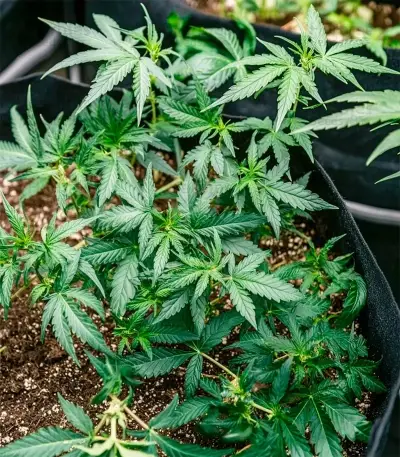 Fat Pete’s Cookies Auto Seeds
