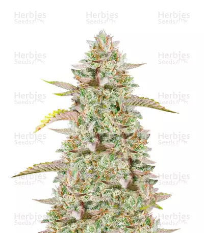 Gelato Auto