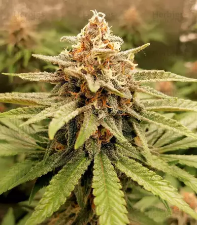 GG#4 Original Glue Seeds (Seedstockers)