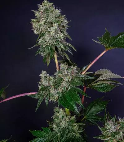 Graines de cannabis Glookies (Barney's Farm)