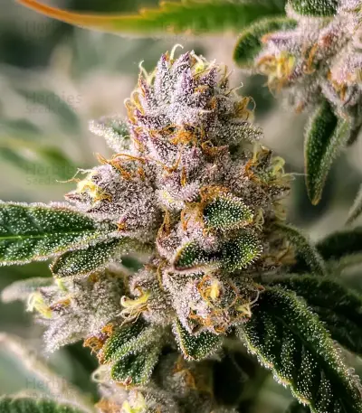 GMO Cookies Seeds