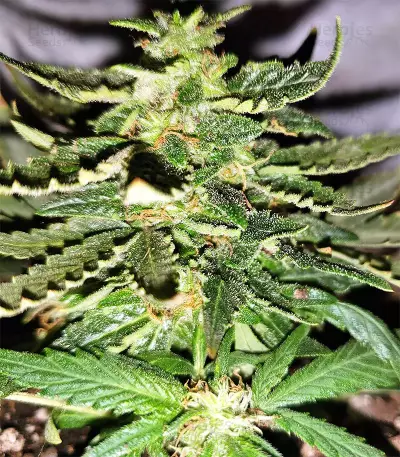 Gorilla Auto (GG#4 Original Glue Auto) (Expert Seeds)