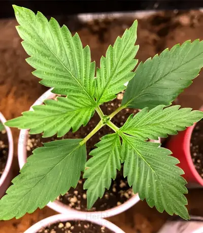Gorilla King Auto Seeds