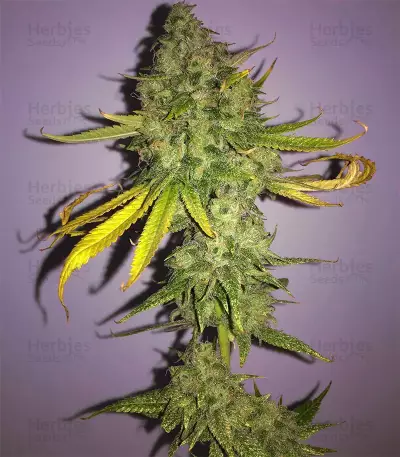 Gorilla Z Seeds