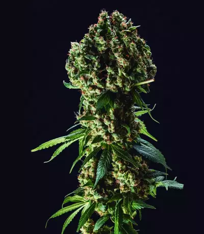 Grandaddy Purple