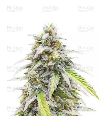 Lemon Cherry Gelato Auto R3 เมล็ดพันธุ์สตรี (Ethos Genetics)