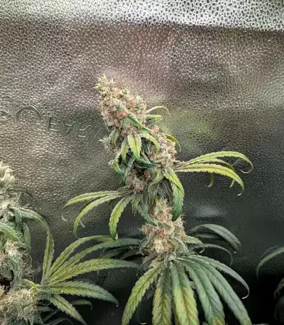Mac N' Jack R1 Seeds (Ethos Genetics)