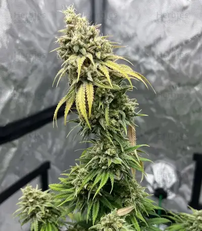 Nikki & Swami’s Lemon OG Seeds