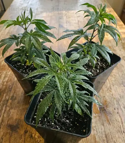 Orange Bud 2.0 Seeds