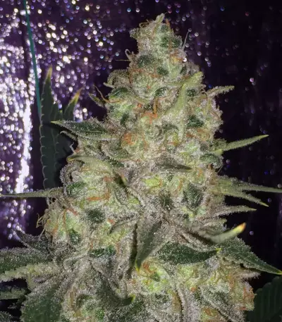 Semi femminizzati Pink Kush