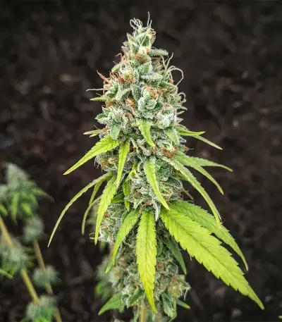 Semi Femminizzati Purple Mango Kush (Delicious Seeds)