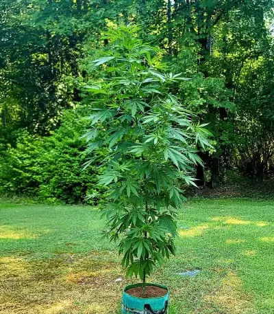 Rosetta Stone Seeds (Brothers Grimm Seeds)
