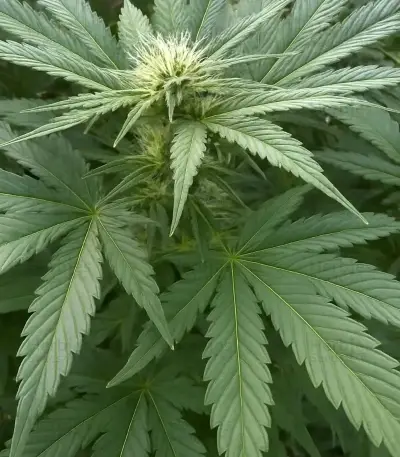 RS11 x Banana OG Seeds (Barney's Farm)