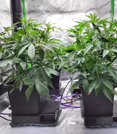 S.O.D.K Auto feminized seeds