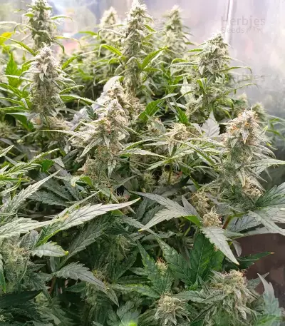 Sour Apple Autoflower Seeds (Humboldt Seed Company)
