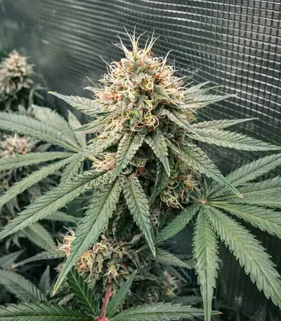 Sour Diesel Seeds
