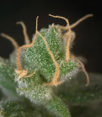 Steve’s Dream Queen Seeds