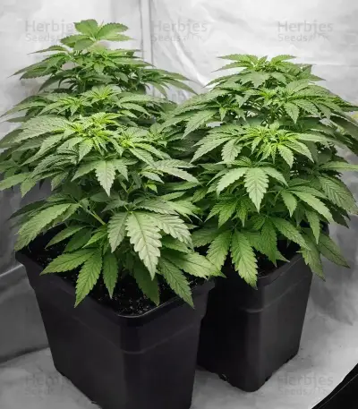 Super Sour Diesel Seeds
