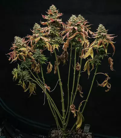 Watermelon Z (Barney's Farm)
