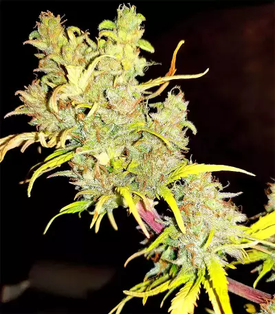 White Widow feminized seeds (Seedstockers)
