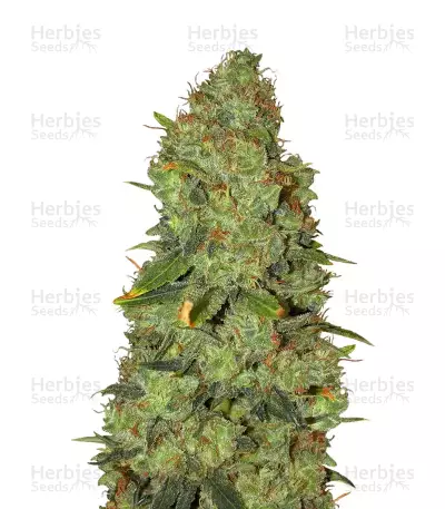 White Widow x Big Bud feminized seeds