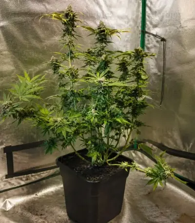 Wonder Pie Seeds (Green House Seeds)