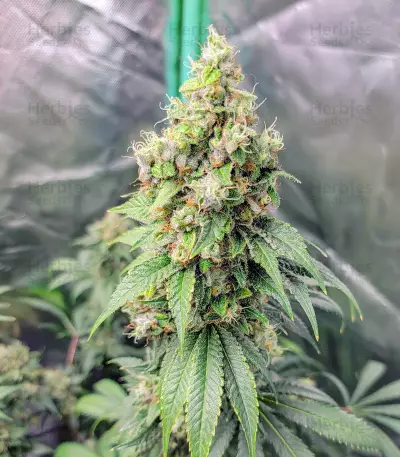 Sweet Zombie Seeds