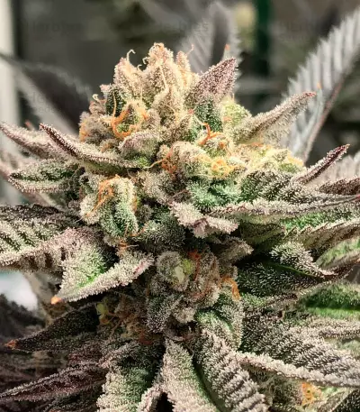 Semi femminizzati Deadhead OG