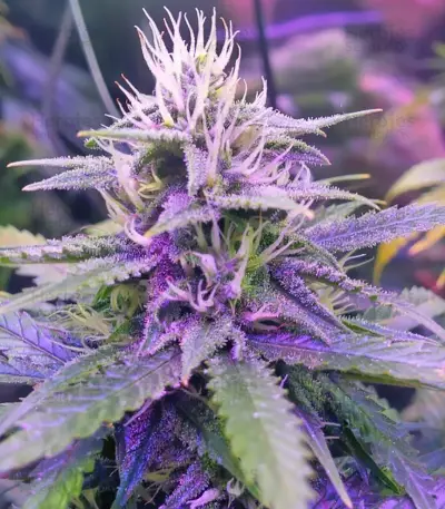 Semi di Tangerine Dream Auto fem